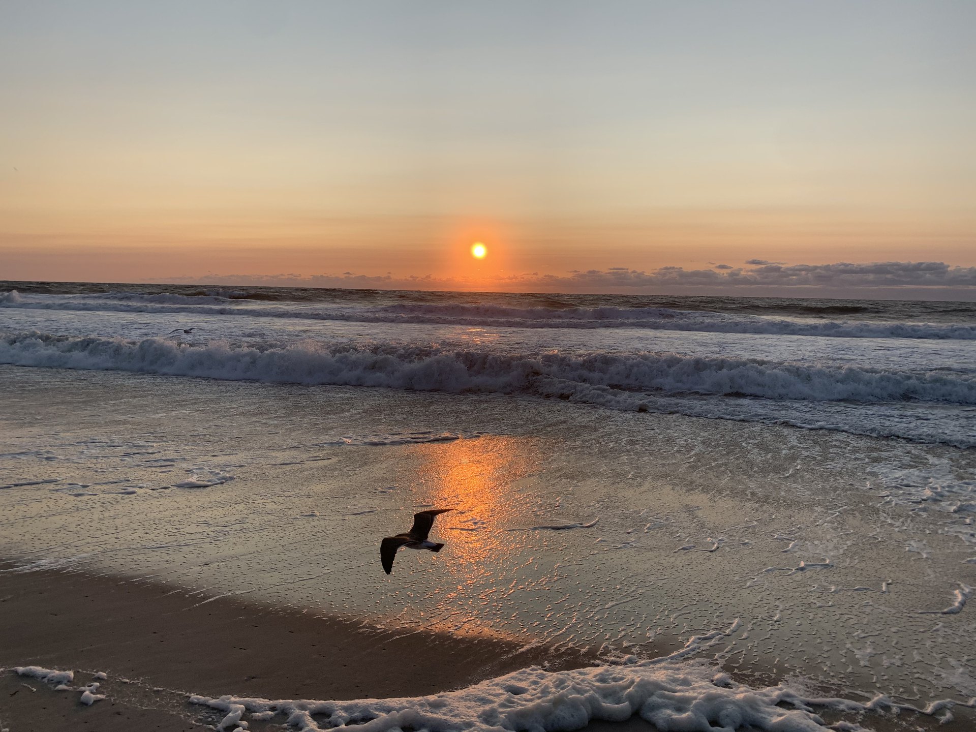 1 Corinthians 14 NASB.  A seagull hovers over the ocean beach with a sunrise in the background.