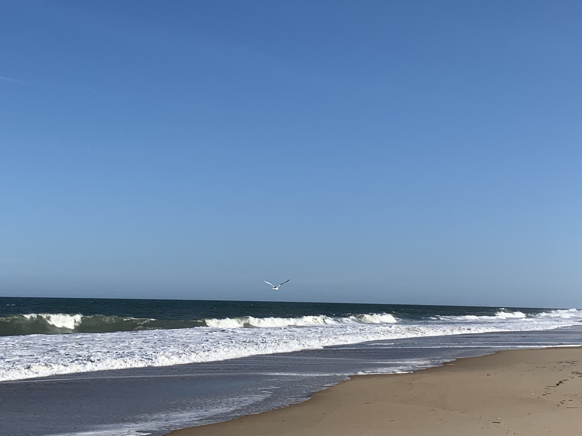 John 3 NASB.  A sunny day at the beach as a seagull flies along the coastline.