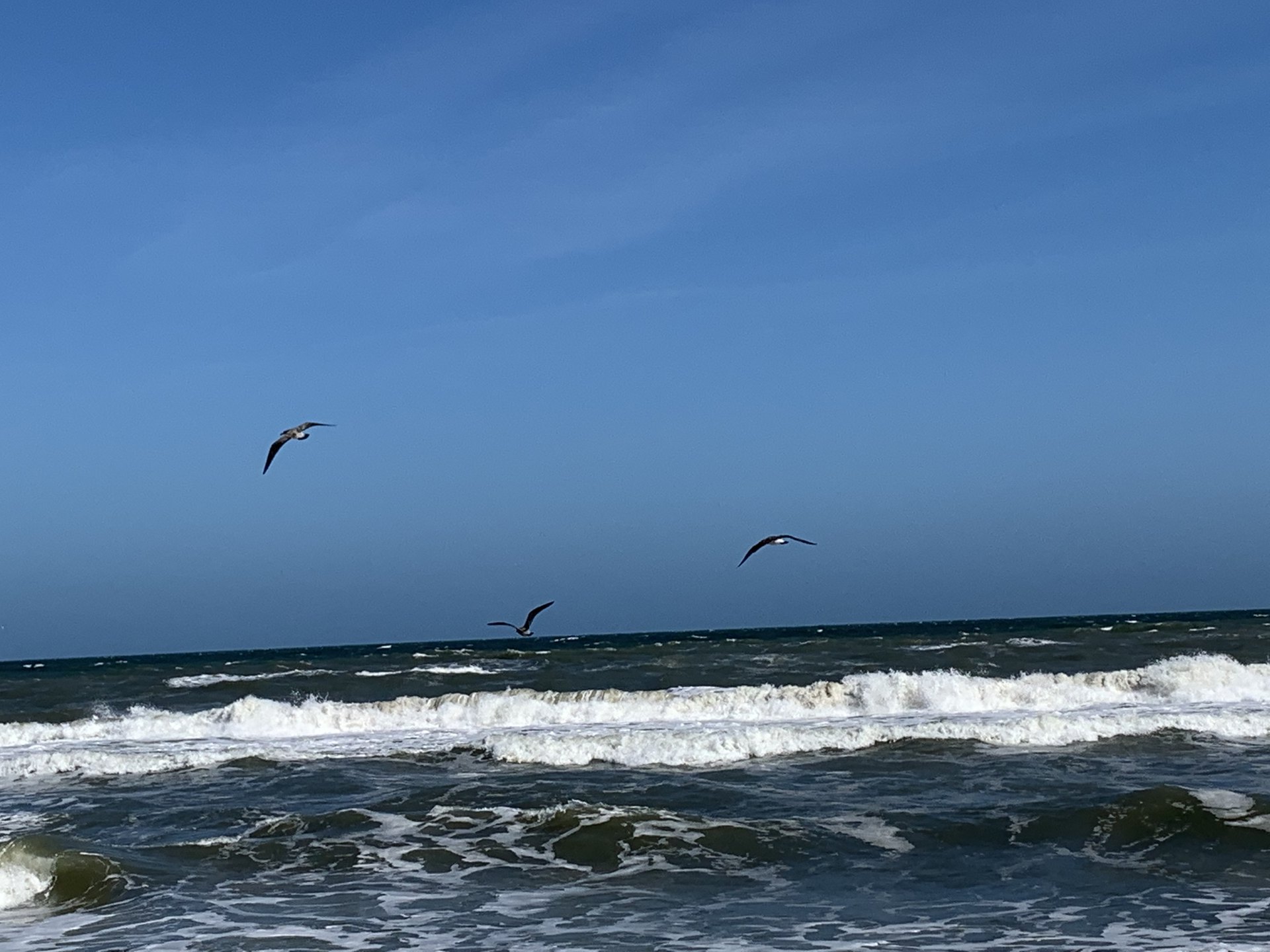 James 1 NASB.  Two seagulls hovering above the ocean with sunny blue skies above.